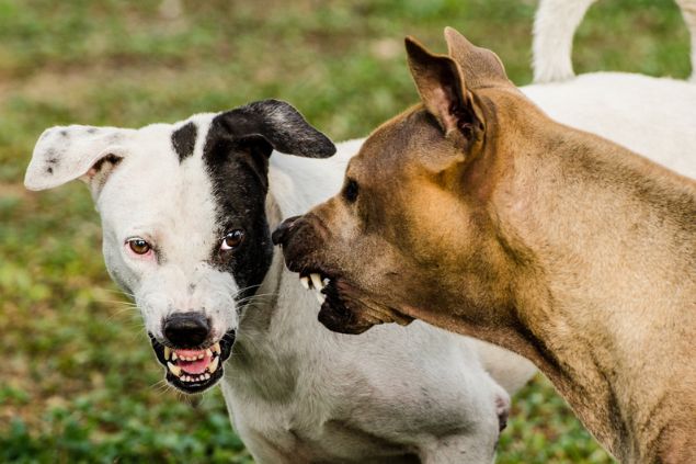 Dois cachorros bravos se estranhando.
