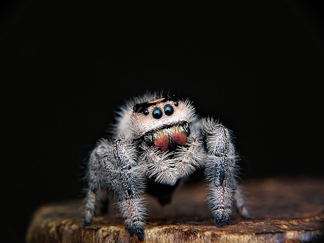 Aranha pequena