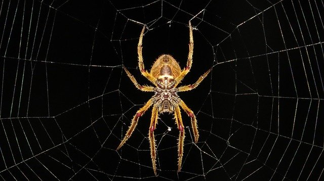 Aranha grande no centro de teia
