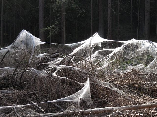 Arvores com teias de aranha