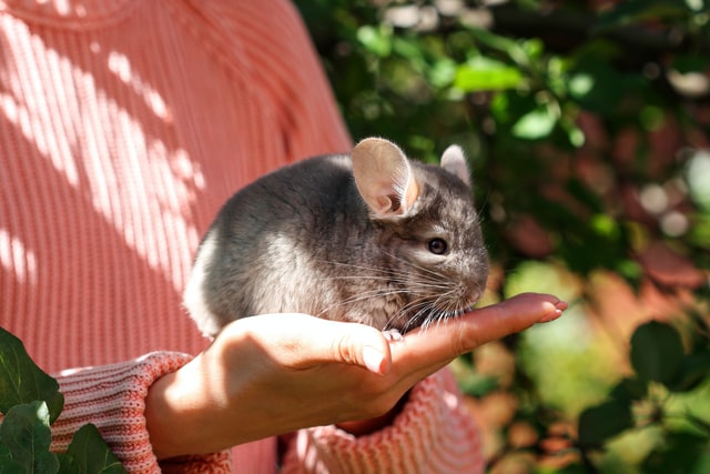 Chinchila cinza.