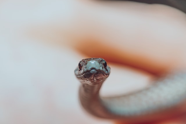 Pequena cobra.