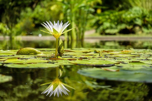 Lagoa limpa e flor sobre vitórias régia