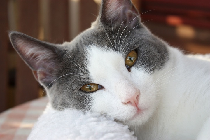 Gato Burmilla deitado com os olhos semiabertos.
