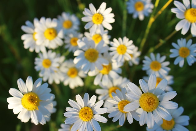 Flor de camomila.