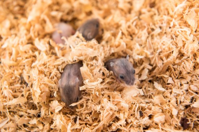 Alguns filhotes de hamster escondidos entre palhas.