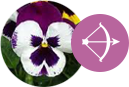 Signo Sagitário