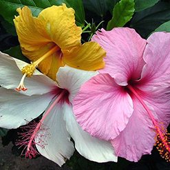 Flor hibisco