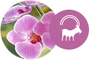 Signo Capricórnio