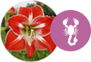 Signo Escorpião