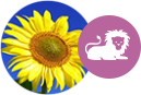 Signo Leão