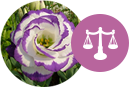 Signo Libra