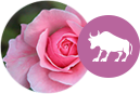 Signo Touro