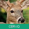 Signo Xamânico cervo