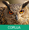Signo Xamânico coruja