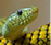 Signo Xamânico Serpente
