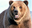 Signo Xamânico Urso Pardo