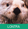 Signo Xamânico lontra