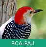 Signo Xamânico pica-pau