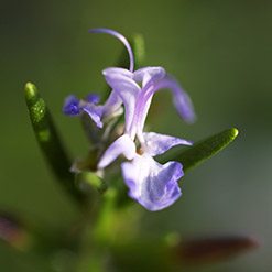 Flor alecrim