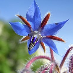Flor borragem