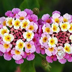 Flor camara