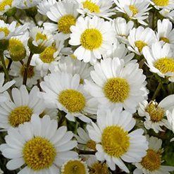 Flor camomila