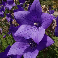 Flor campainha