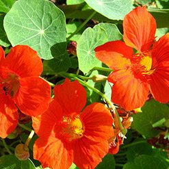 Flor capuchinha