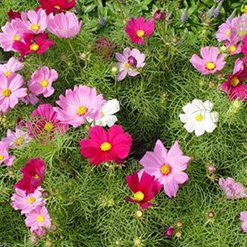 Flor cosmos