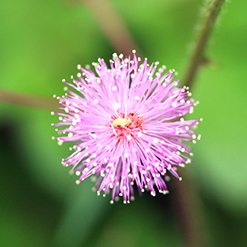 Flor dormideira