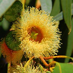 Flor eucalipto