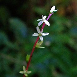Flor guine