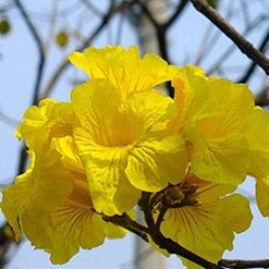 Flor ipe-amarelo