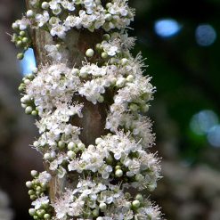 Flor jaboticabeira