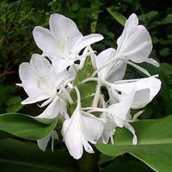 Flor lirio-do-brejo