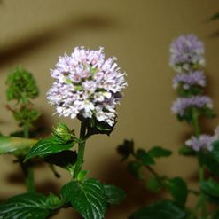 Flor manjerona