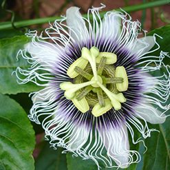 Flor maracuja