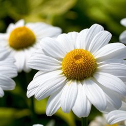 Flor margarida