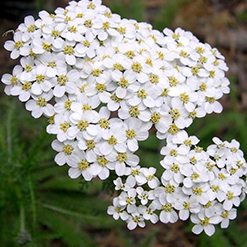 Flor mil-em-rama
