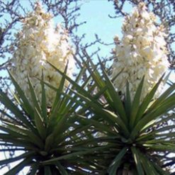 Flor pita