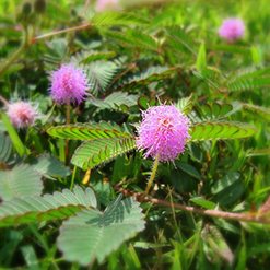 Flor quebra-pedra