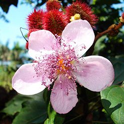 Flor urucuzeiro