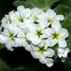 Flor verrucaria